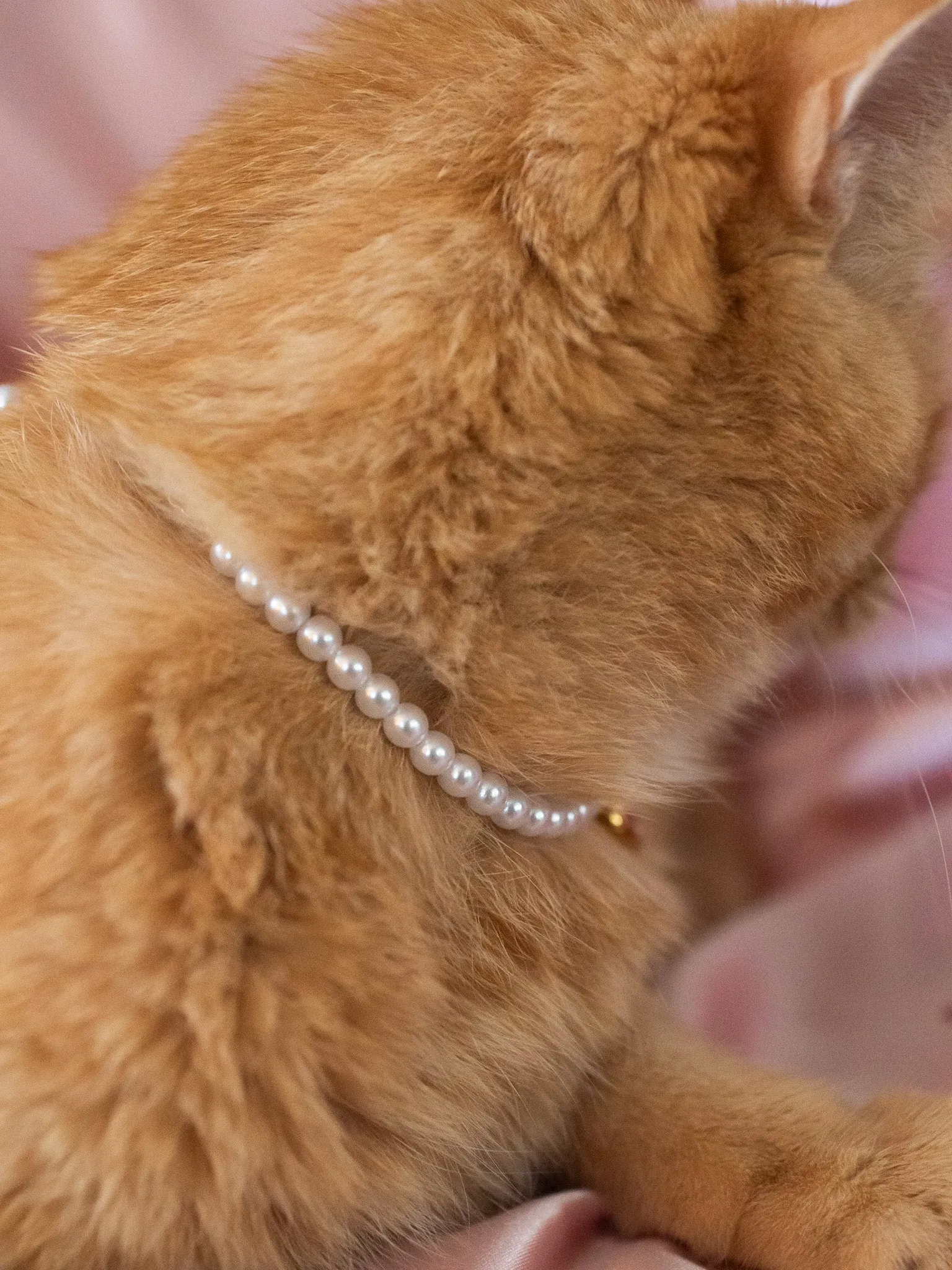 Matching Pet   Human Necklace Set